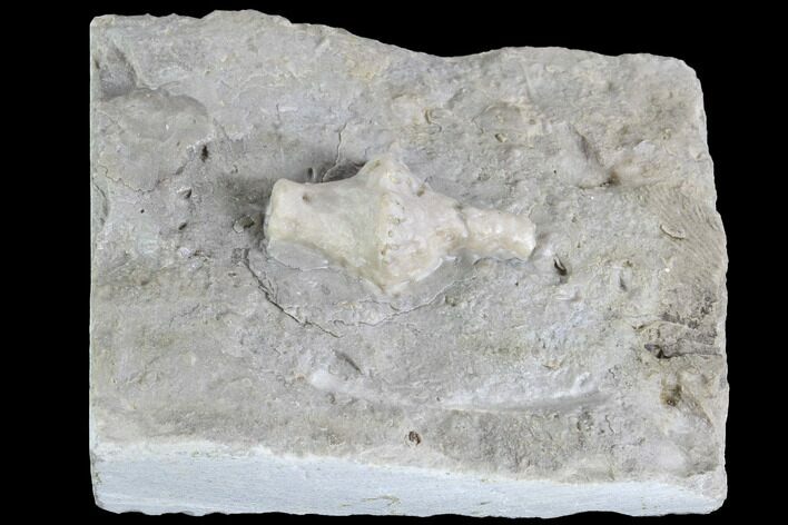 Fossil Crinoid (Uperocrinus) - Missouri #87309
